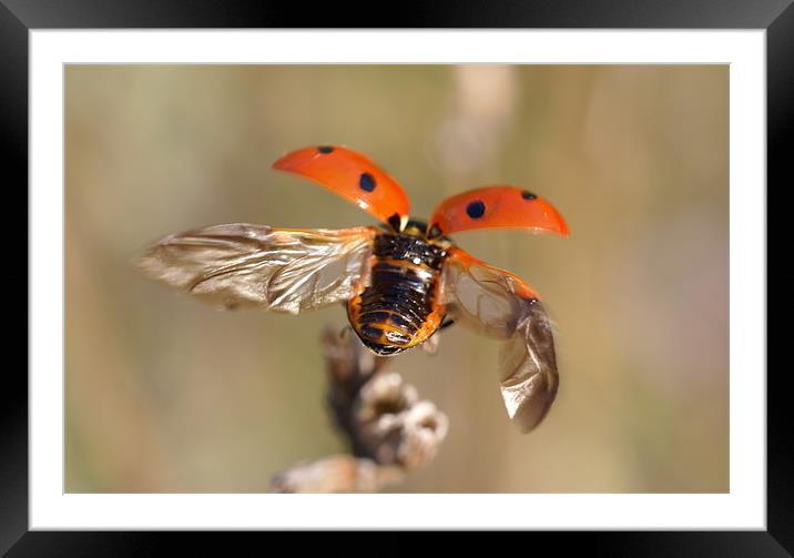 Flight  Framed Mounted Print by Alan Jacobs