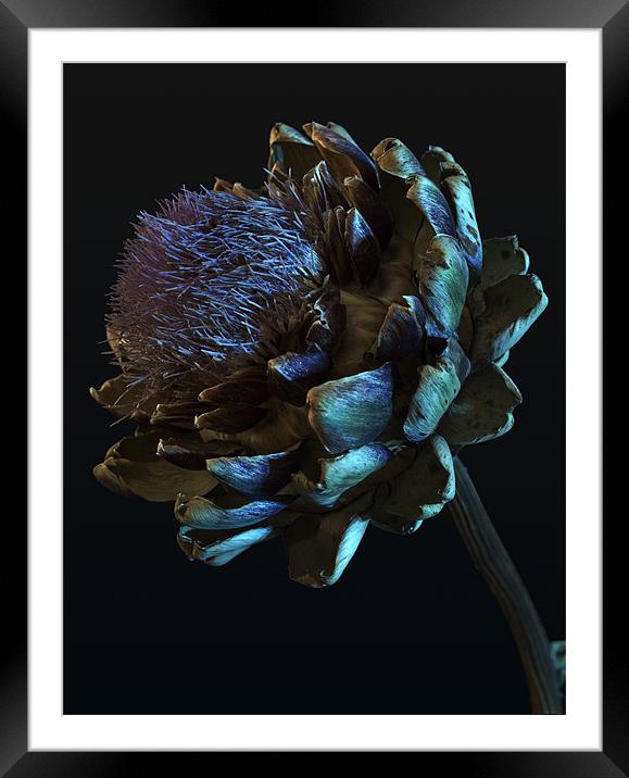 Cardoon Framed Mounted Print by Alastair Wallace