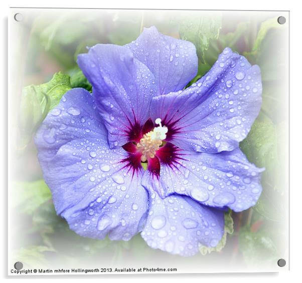 Blue Hibiscus Acrylic by mhfore Photography