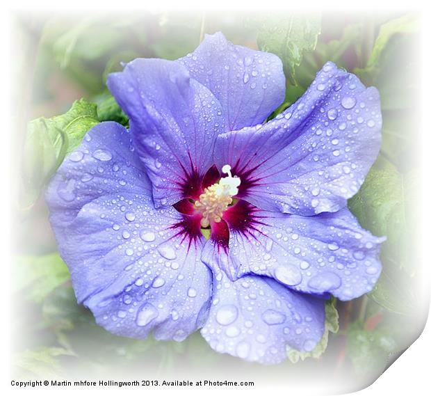 Blue Hibiscus Print by mhfore Photography
