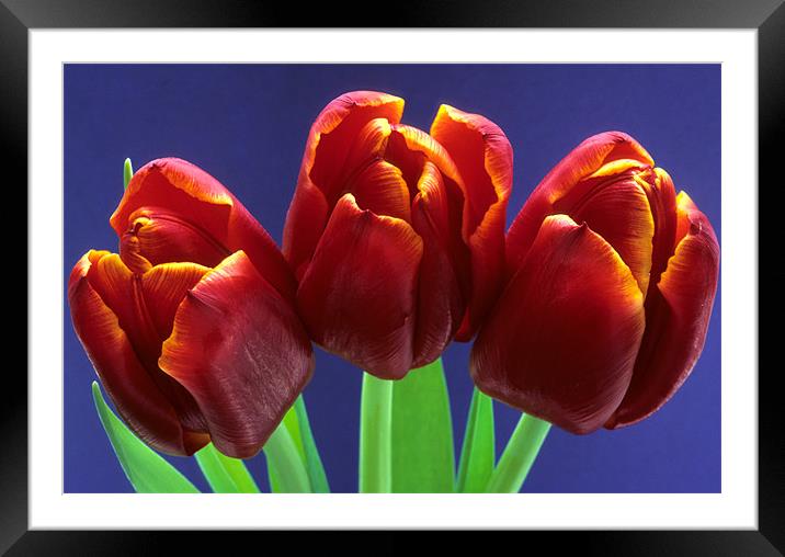 Three red tulips blue background Framed Mounted Print by Celia Mannings