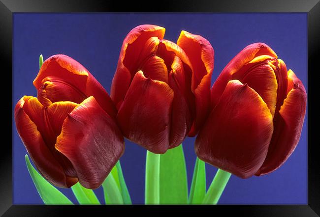 Three red tulips blue background Framed Print by Celia Mannings