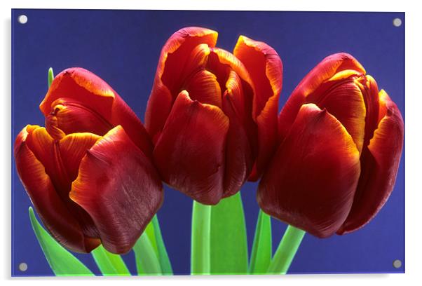Three red tulips blue background Acrylic by Celia Mannings
