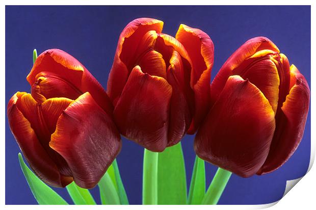 Three red tulips blue background Print by Celia Mannings