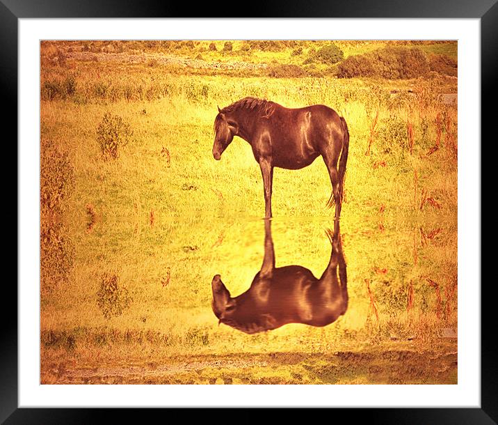 Horse by golden pond Framed Mounted Print by Matthew Laming