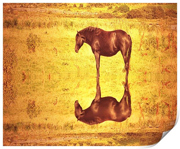 Horse by golden pond Print by Matthew Laming