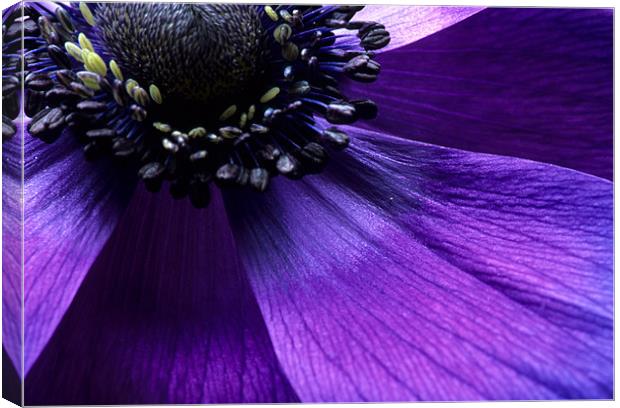 Purple anemone flower fine art Canvas Print by Celia Mannings