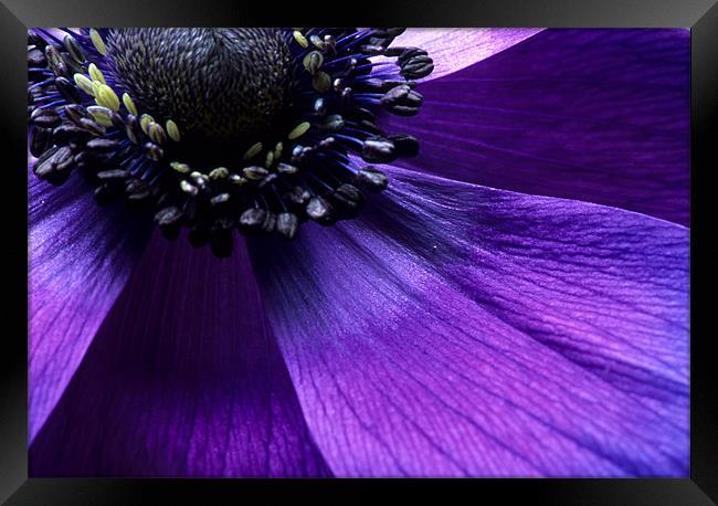 Purple anemone flower fine art Framed Print by Celia Mannings