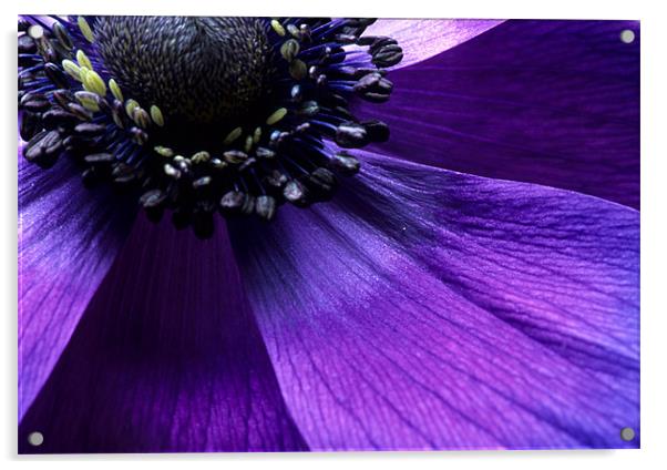 Purple anemone flower fine art Acrylic by Celia Mannings