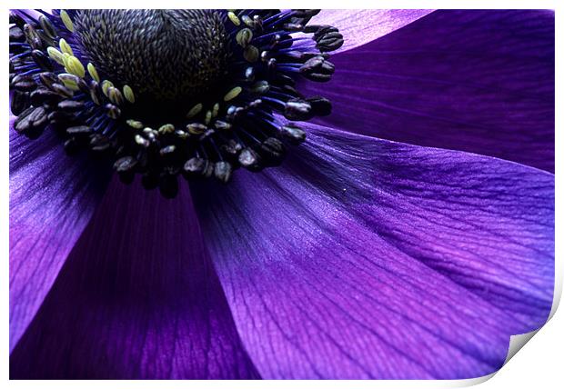 Purple anemone flower fine art Print by Celia Mannings