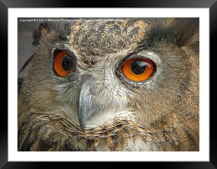 Eagle Owl Framed Mounted Print by Colin Williams Photography