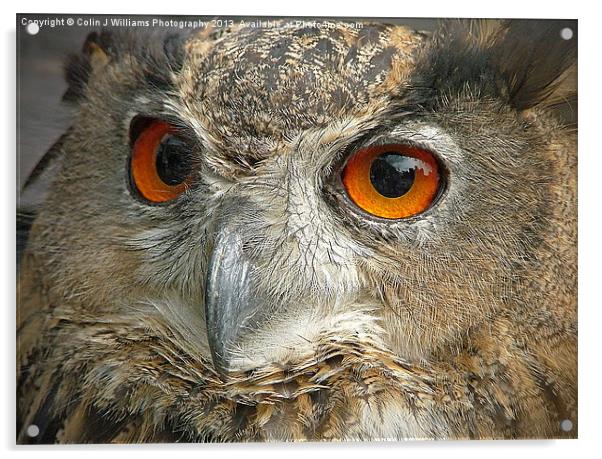 Eagle Owl Acrylic by Colin Williams Photography