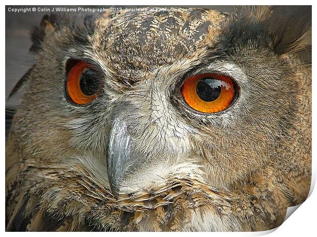 Eagle Owl Print by Colin Williams Photography