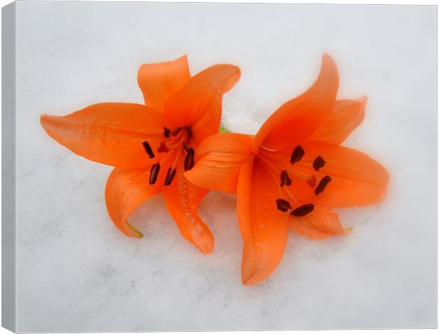lilys in the snow Canvas Print by sue davies