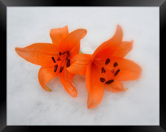 lilys in the snow Framed Print by sue davies