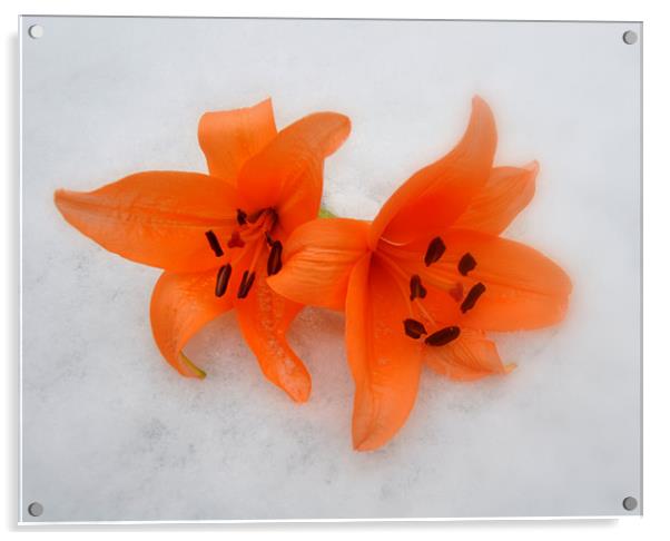 lilys in the snow Acrylic by sue davies