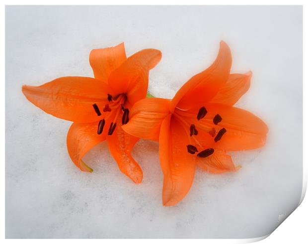 lilys in the snow Print by sue davies