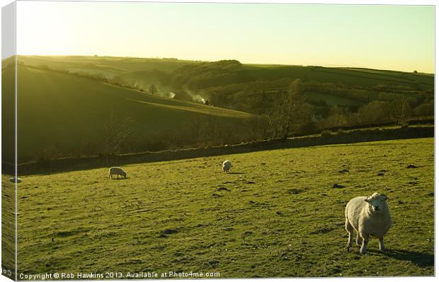 Sheep on Exmoor Canvas Print by Rob Hawkins