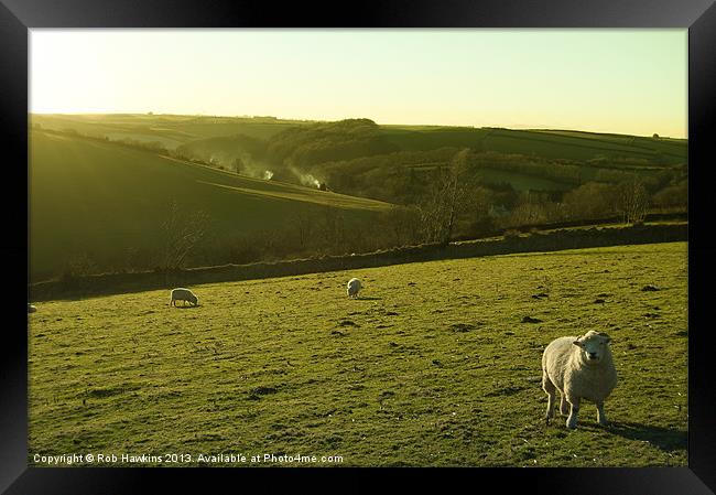 Sheep on Exmoor Framed Print by Rob Hawkins
