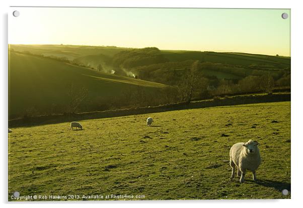 Sheep on Exmoor Acrylic by Rob Hawkins