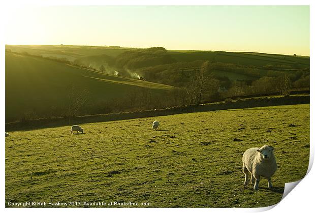 Sheep on Exmoor Print by Rob Hawkins