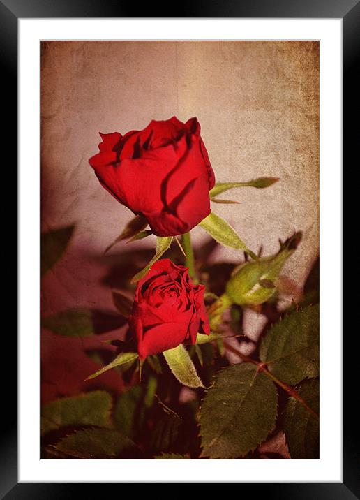 Red roses. Framed Mounted Print by Nadeesha Jayamanne