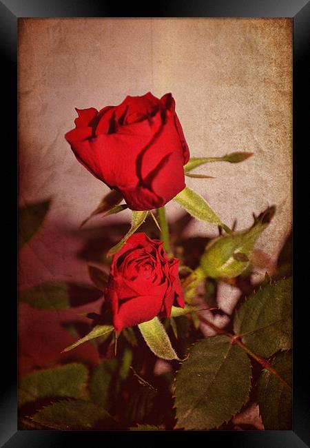 Red roses. Framed Print by Nadeesha Jayamanne
