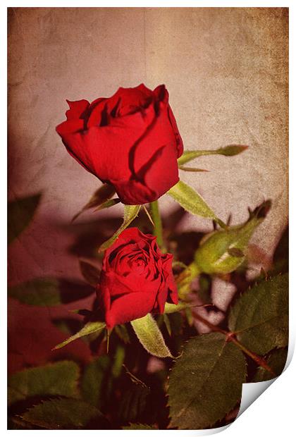 Red roses. Print by Nadeesha Jayamanne