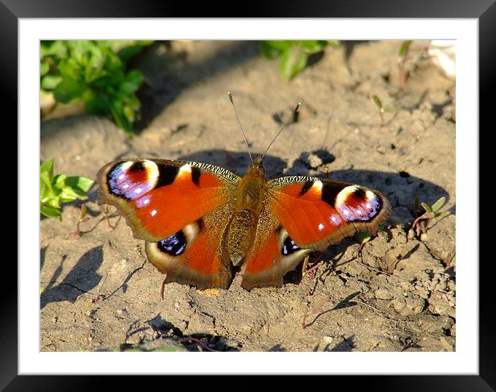 ButterFly  Framed Mounted Print by Alberto Komlosi