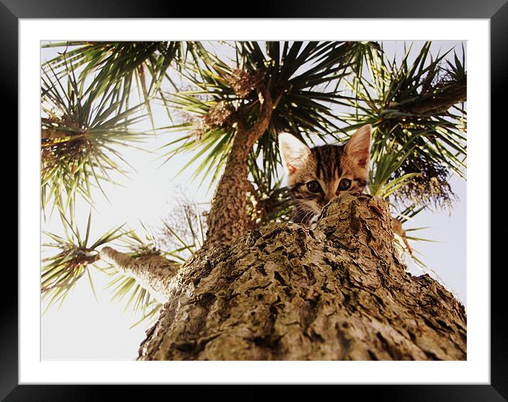 Kitty in a palm tree Framed Mounted Print by Beth Black