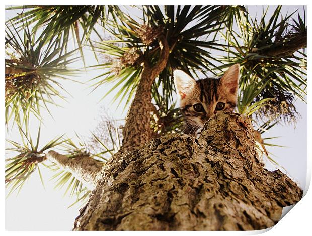 Kitty in a palm tree Print by Beth Black
