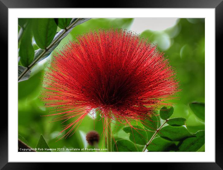 The Hairy Flower Framed Mounted Print by Rob Hawkins