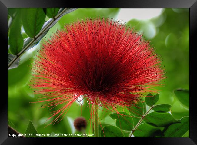 The Hairy Flower Framed Print by Rob Hawkins