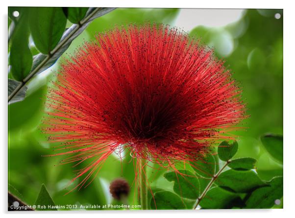 The Hairy Flower Acrylic by Rob Hawkins