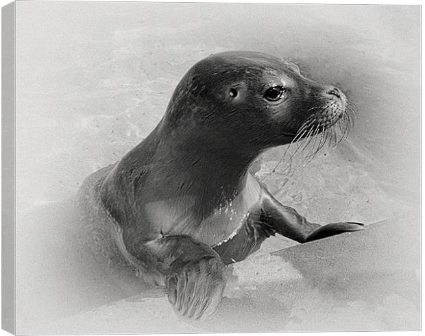seal collabration 1 of 2 Canvas Print by Emma Ward