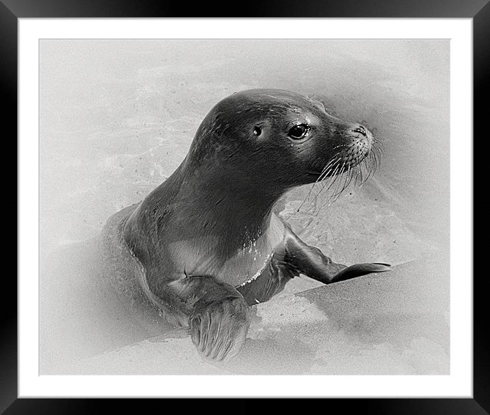 seal collabration 1 of 2 Framed Mounted Print by Emma Ward
