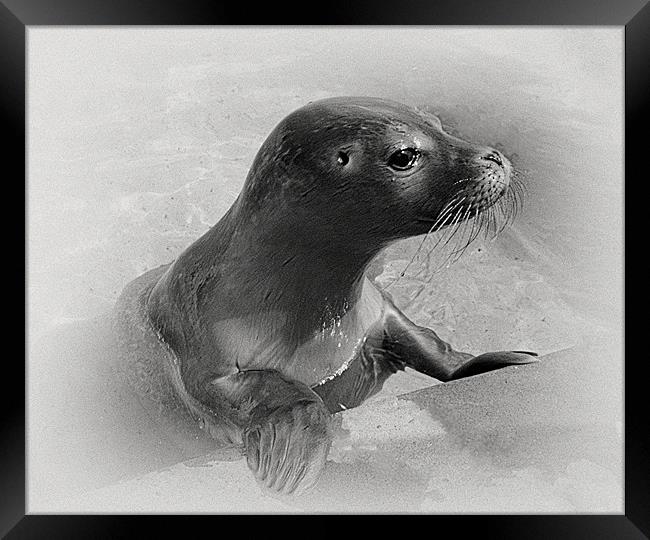 seal collabration 1 of 2 Framed Print by Emma Ward