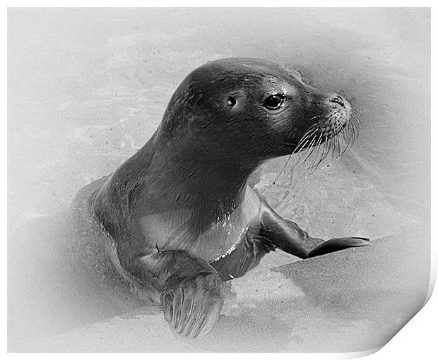 seal collabration 1 of 2 Print by Emma Ward