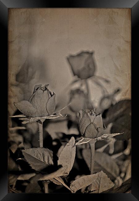More roses.... Framed Print by Nadeesha Jayamanne