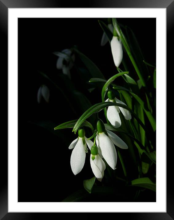 snowdrops Framed Mounted Print by Heather Newton