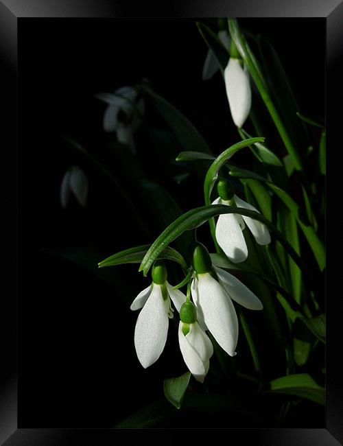 snowdrops Framed Print by Heather Newton