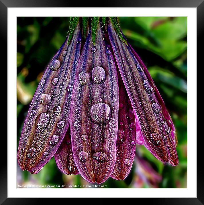 Purple Raindrops Framed Mounted Print by Rosanna Zavanaiu