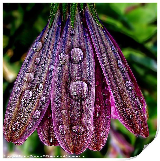 Purple Raindrops Print by Rosanna Zavanaiu