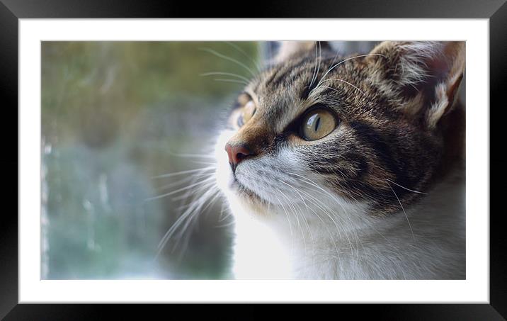 Cute kitten looking out window Framed Mounted Print by Marc Reeves