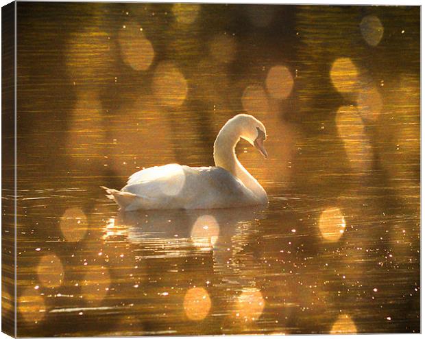 Swan on golden pond Canvas Print by Matthew Laming
