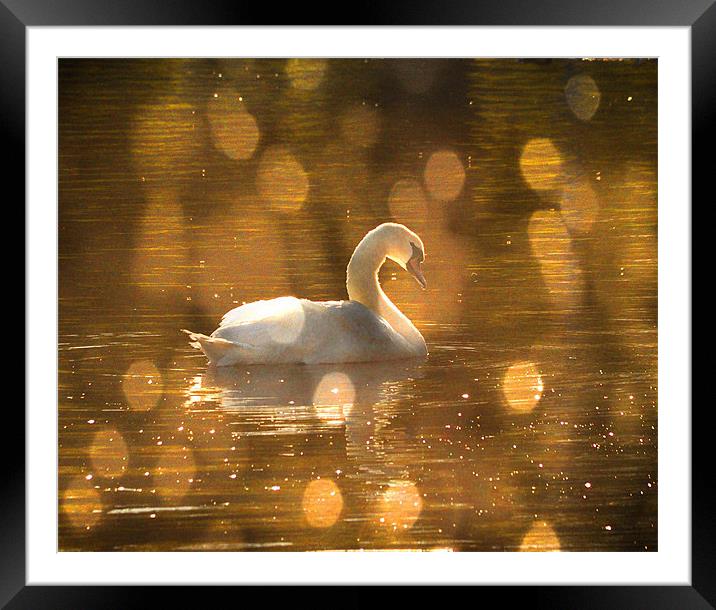 Swan on golden pond Framed Mounted Print by Matthew Laming