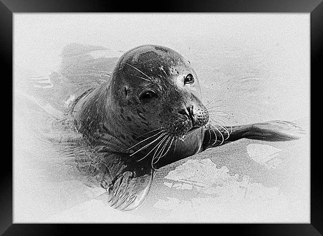 Seal Pup Collaboration Framed Print by Emma Ward