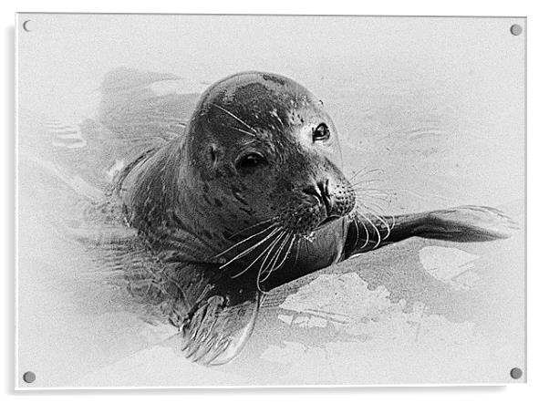 Seal Pup Collaboration Acrylic by Emma Ward