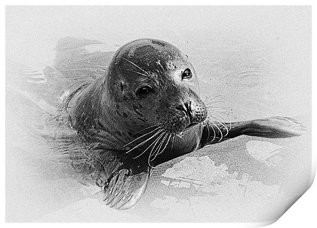 Seal Pup Collaboration Print by Emma Ward