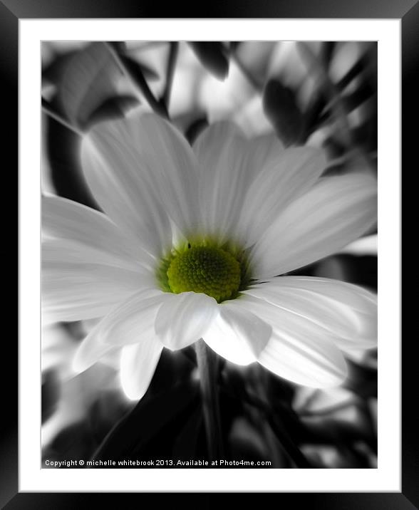 Dreamy Daisy Framed Mounted Print by michelle whitebrook